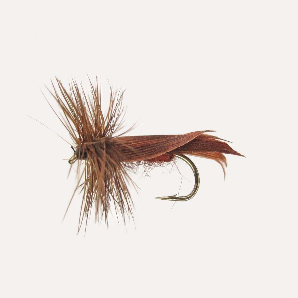 Trockenfl. 'brown Sedge' Orang