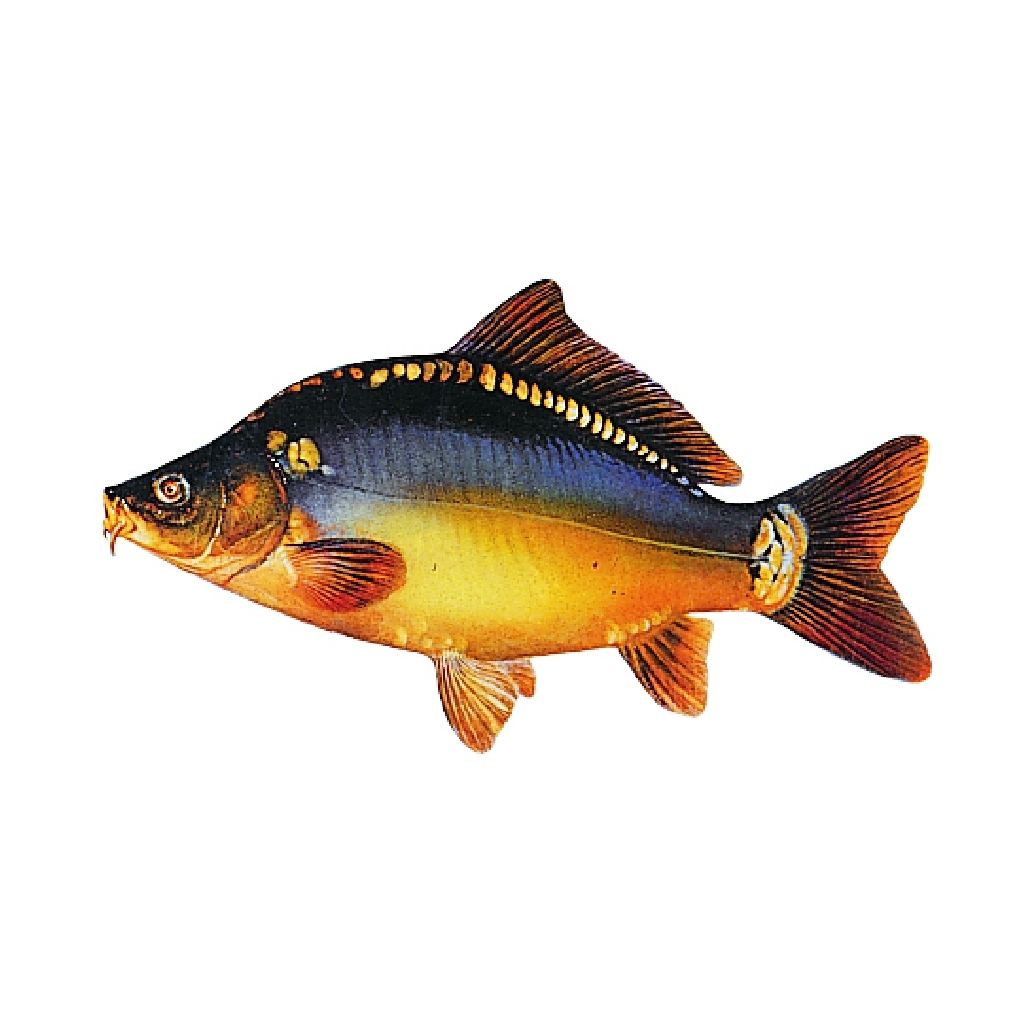 Aufkleber Karpfen Klein