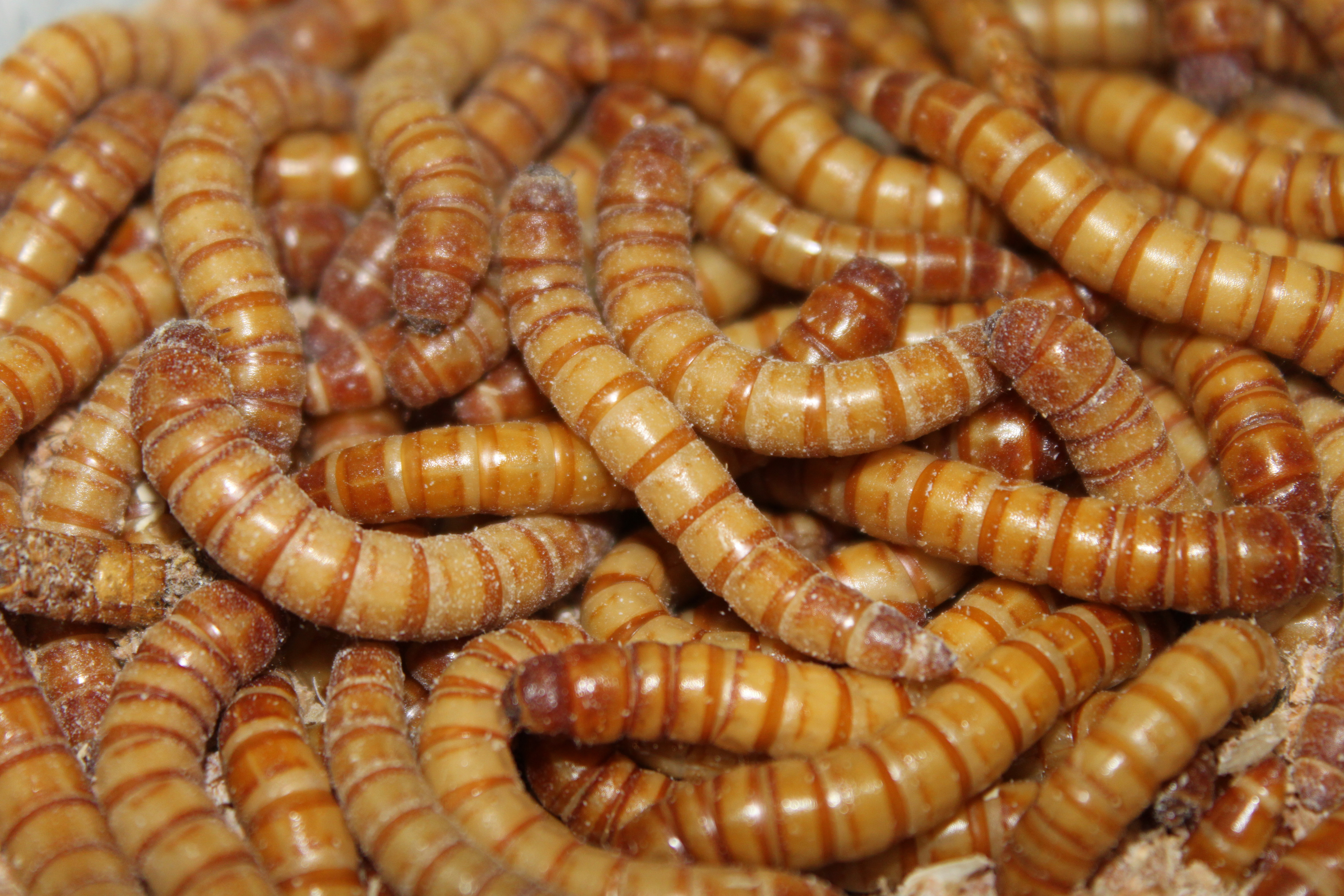 Mehlwurm groß Dose