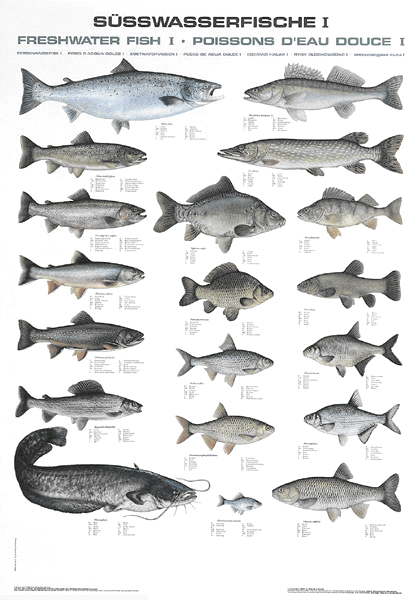 Fischtafel