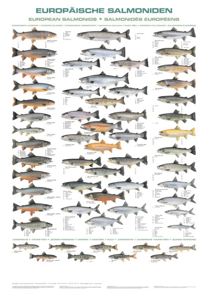Europäische Salmoniden F.T.Max