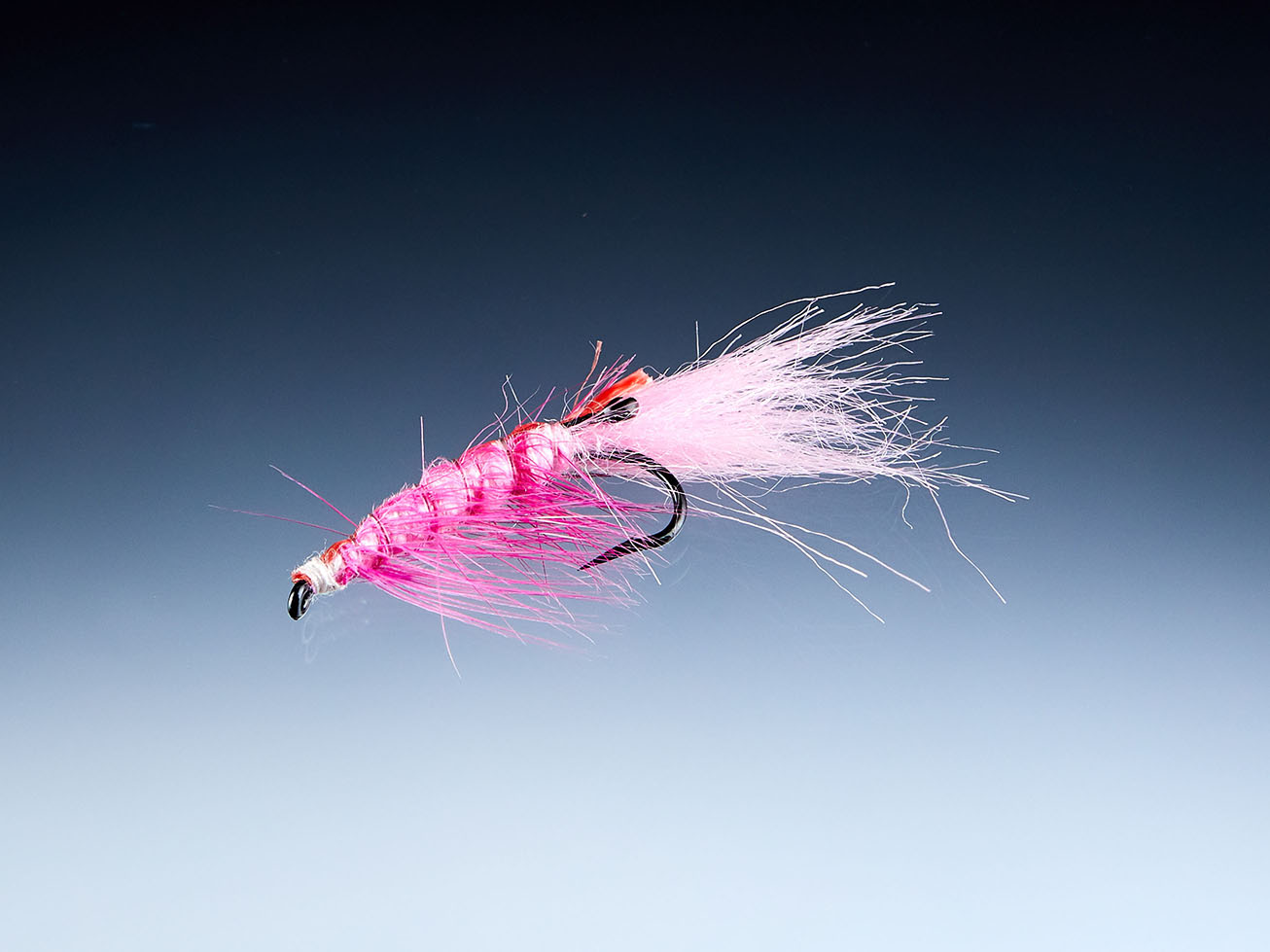 Pink Shrimp