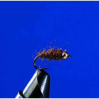 Nymphe Goldk. Brown 12