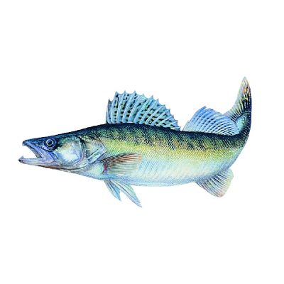 Aufkleber Zander Groß