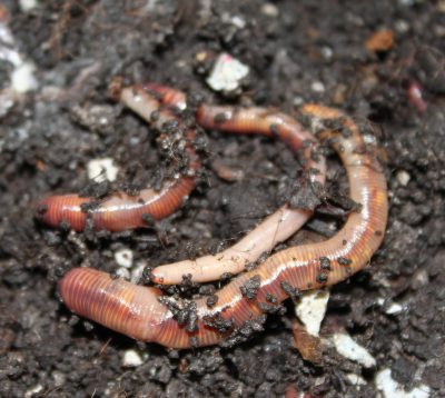 Rotwurm Mix per 500 g