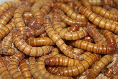 Mehlwurm groß per 1 kg