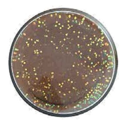 Berkley PowerBait Trout Pellet